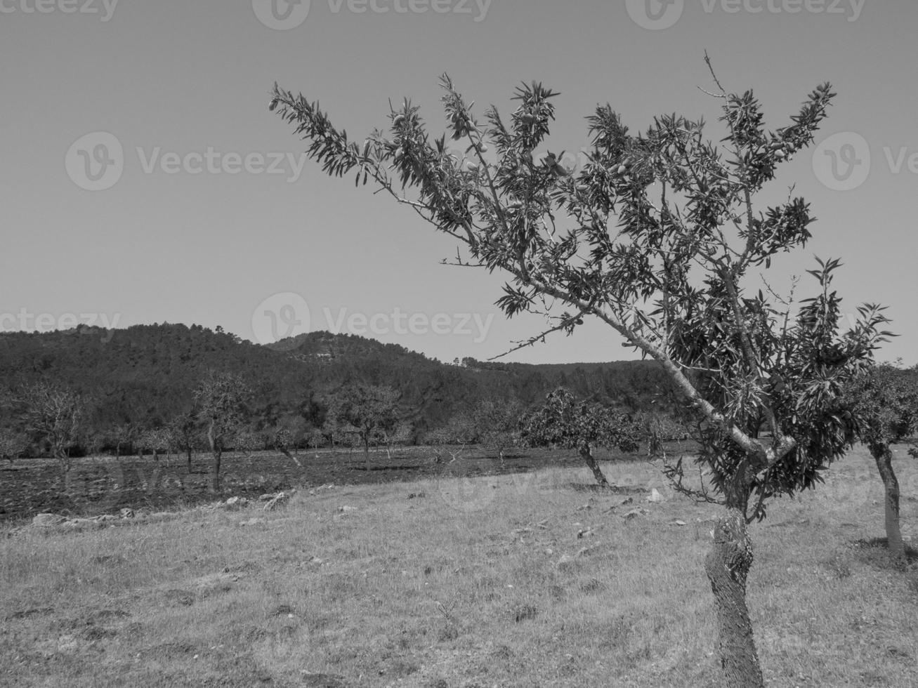 ön ibiza i spanien foto