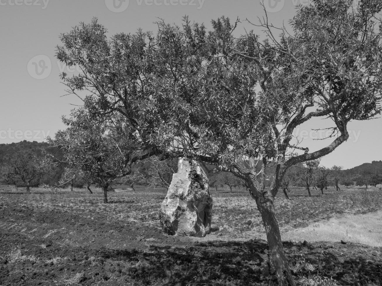 ön ibiza i spanien foto