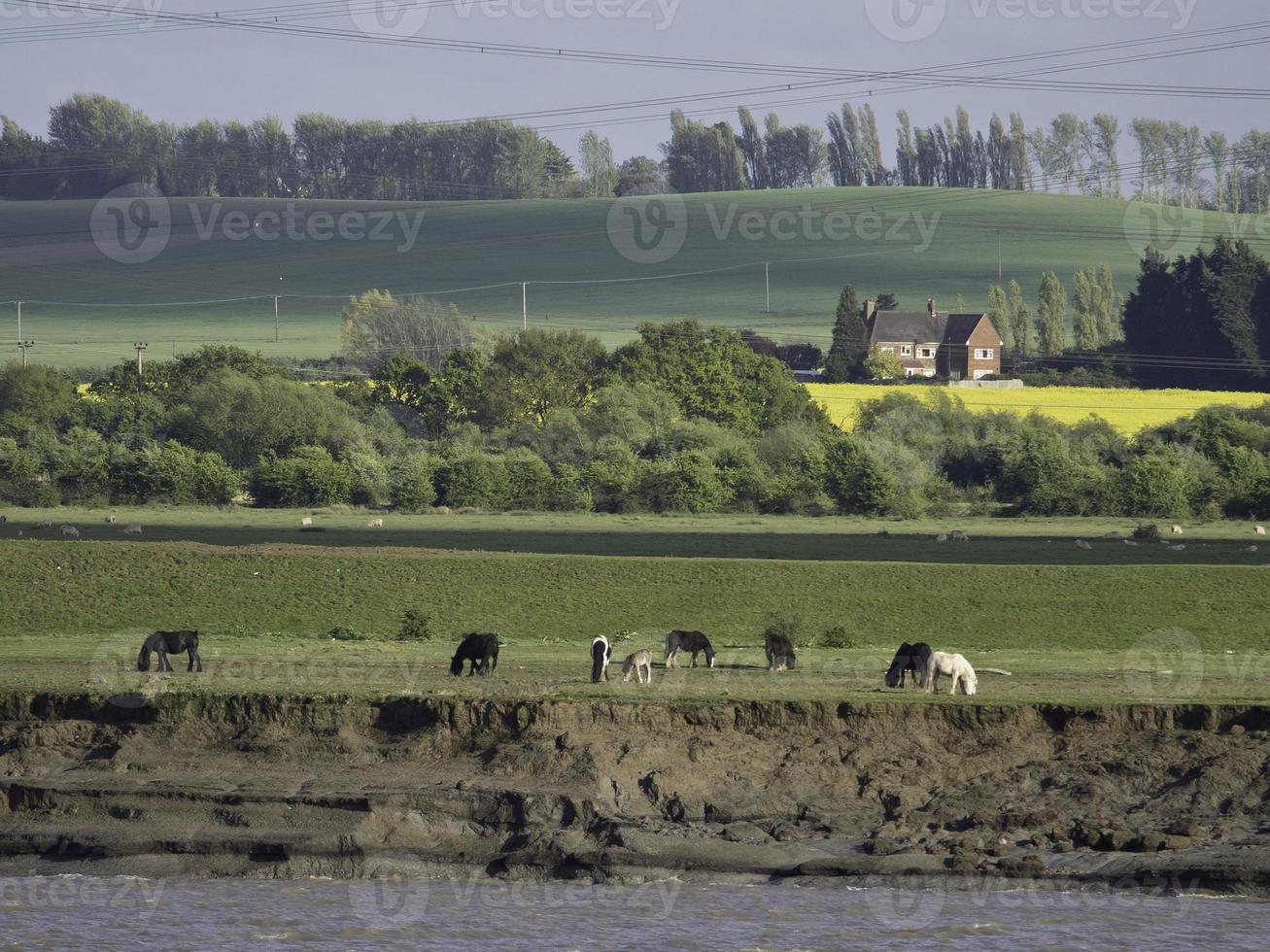 de thames flod i Storbritannien foto