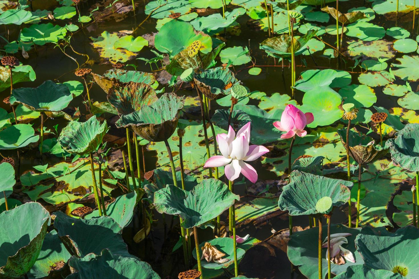 damm fylld med vattenliljor eller lotus foto