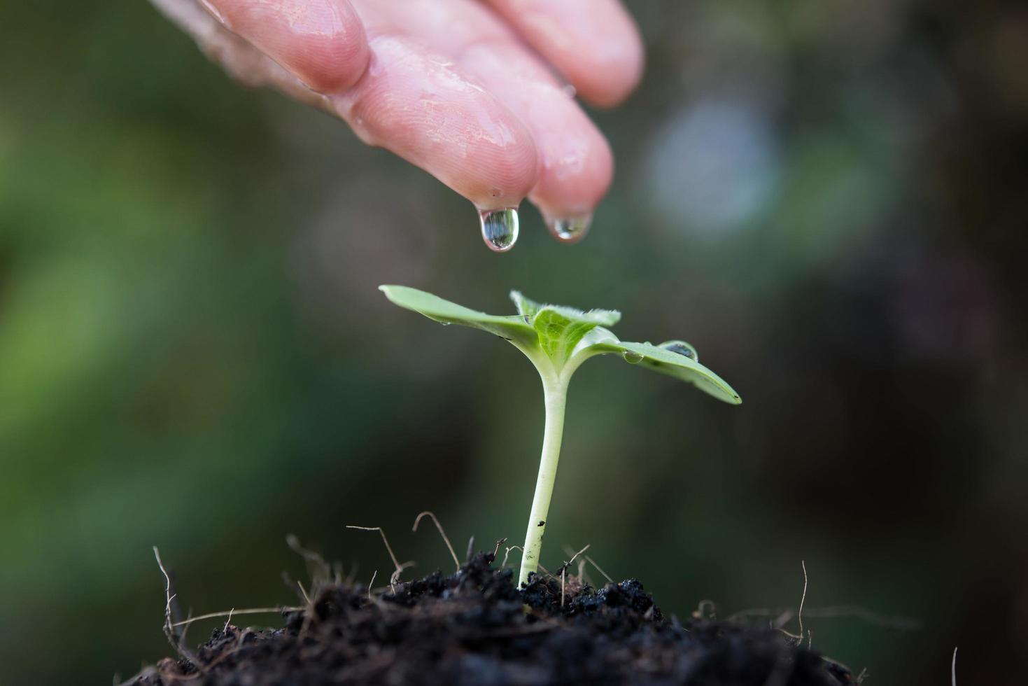 kvinnans hand vattna en liten planta foto