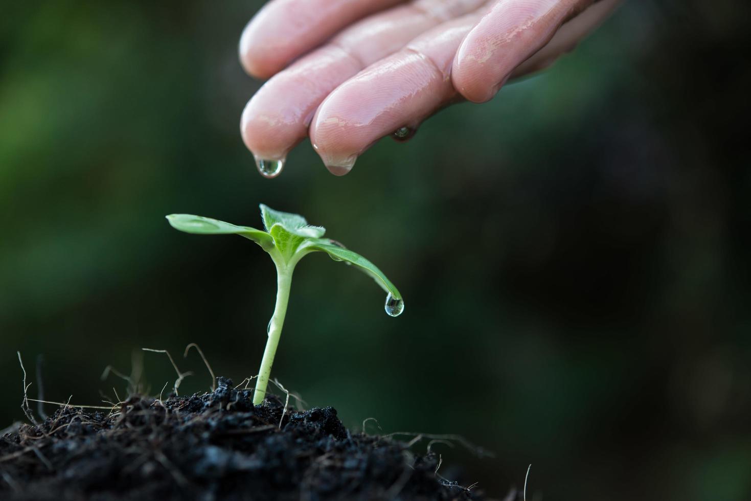 kvinnans hand vattna en liten planta foto