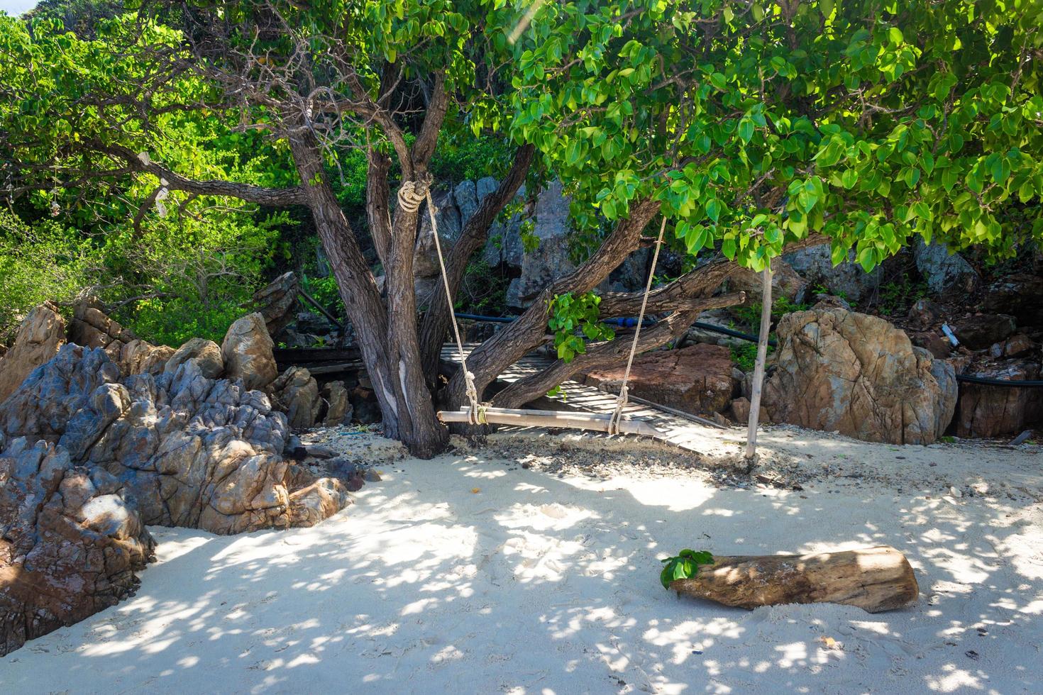 gunga i ett träd på en strand i Thailand foto