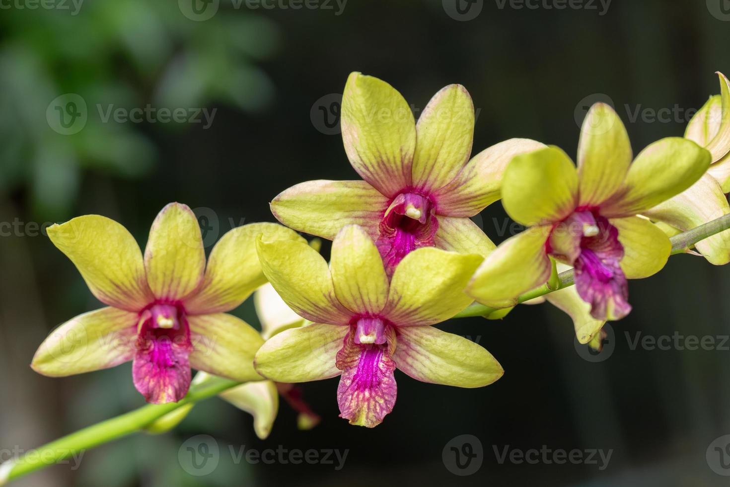 skön orkide blomma blomning på regnig säsong. dendrobium orkide foto