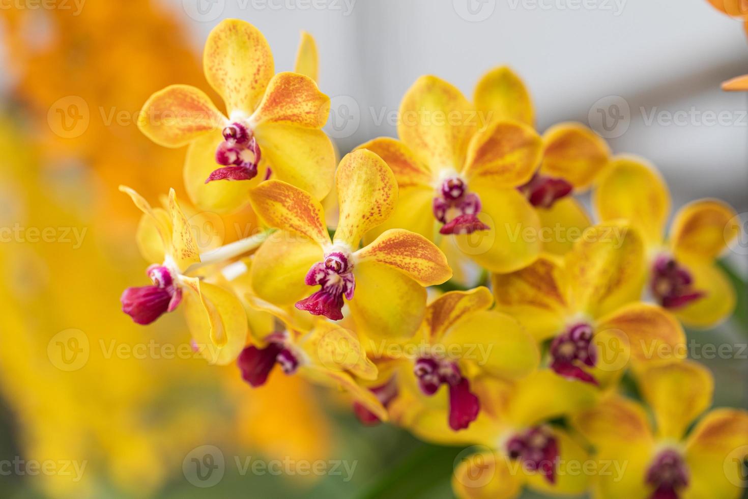 skön orkide blomma blomning på regnig säsong. dendrobium orkide foto