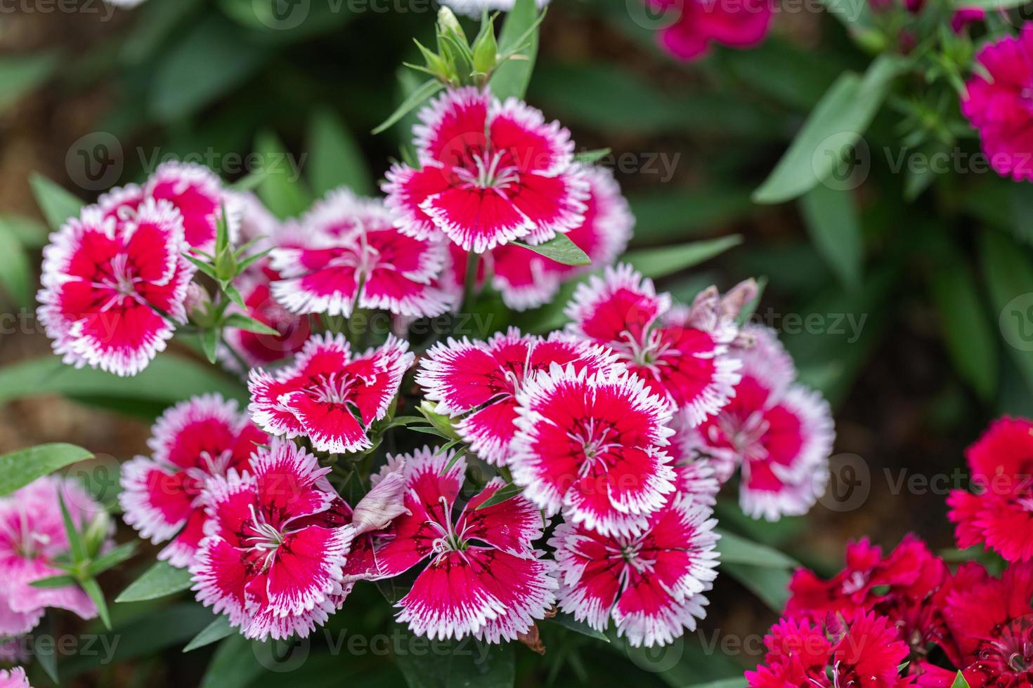 ljus ljuv william blommor dianthus barbatus blommande i en trädgård. dianthus blommor. foto