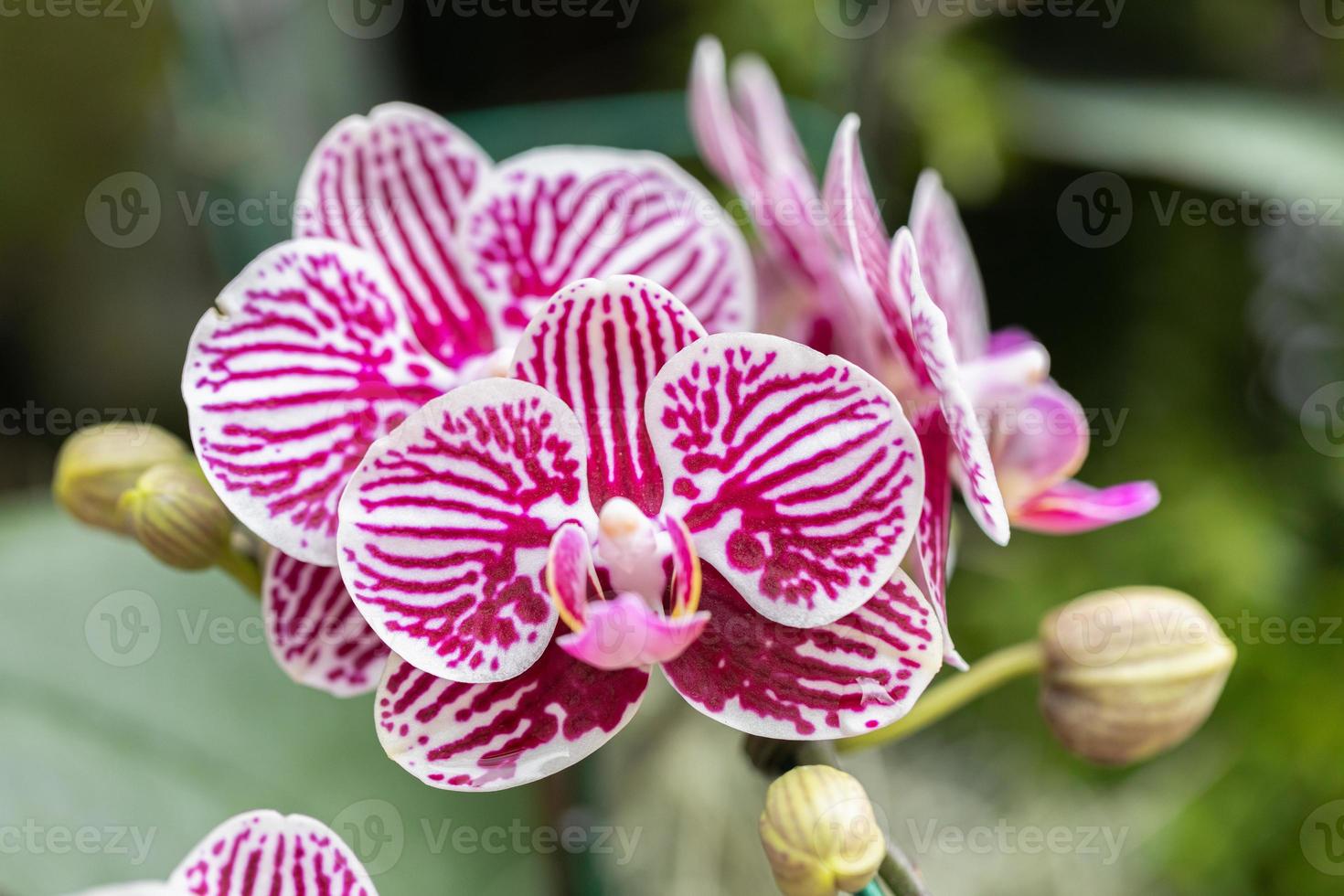 skön orkide blomma blomning på regnig säsong. phalaenopsis orkide. foto