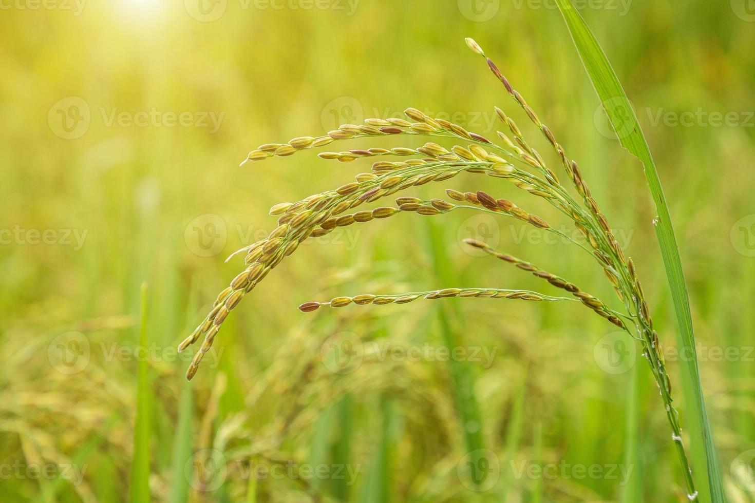 jasmin ris fält, stänga upp gul ris utsäde mogen och grön löv foto