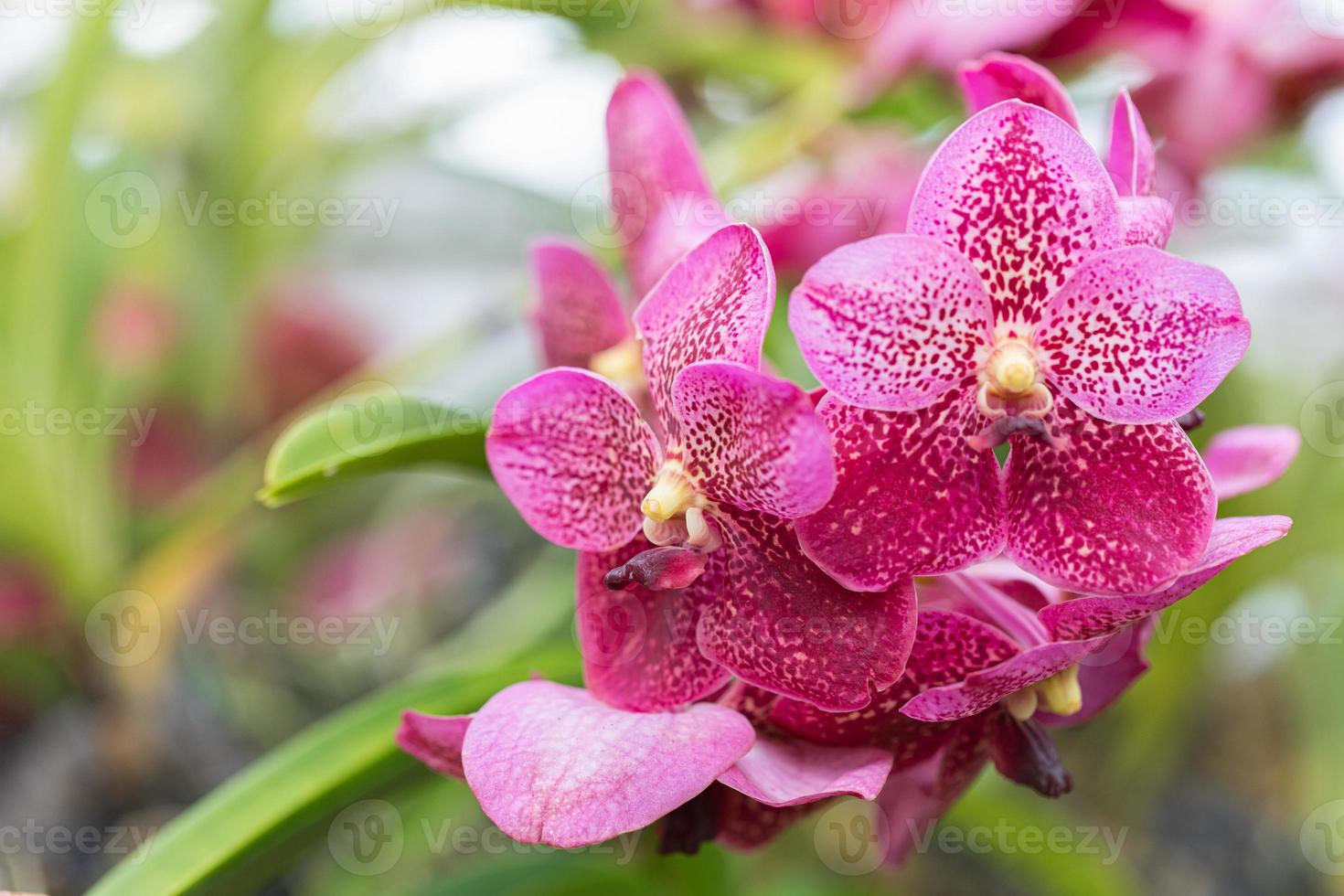 skön orkide blomma blomning på regnig säsong. vanda orkide foto