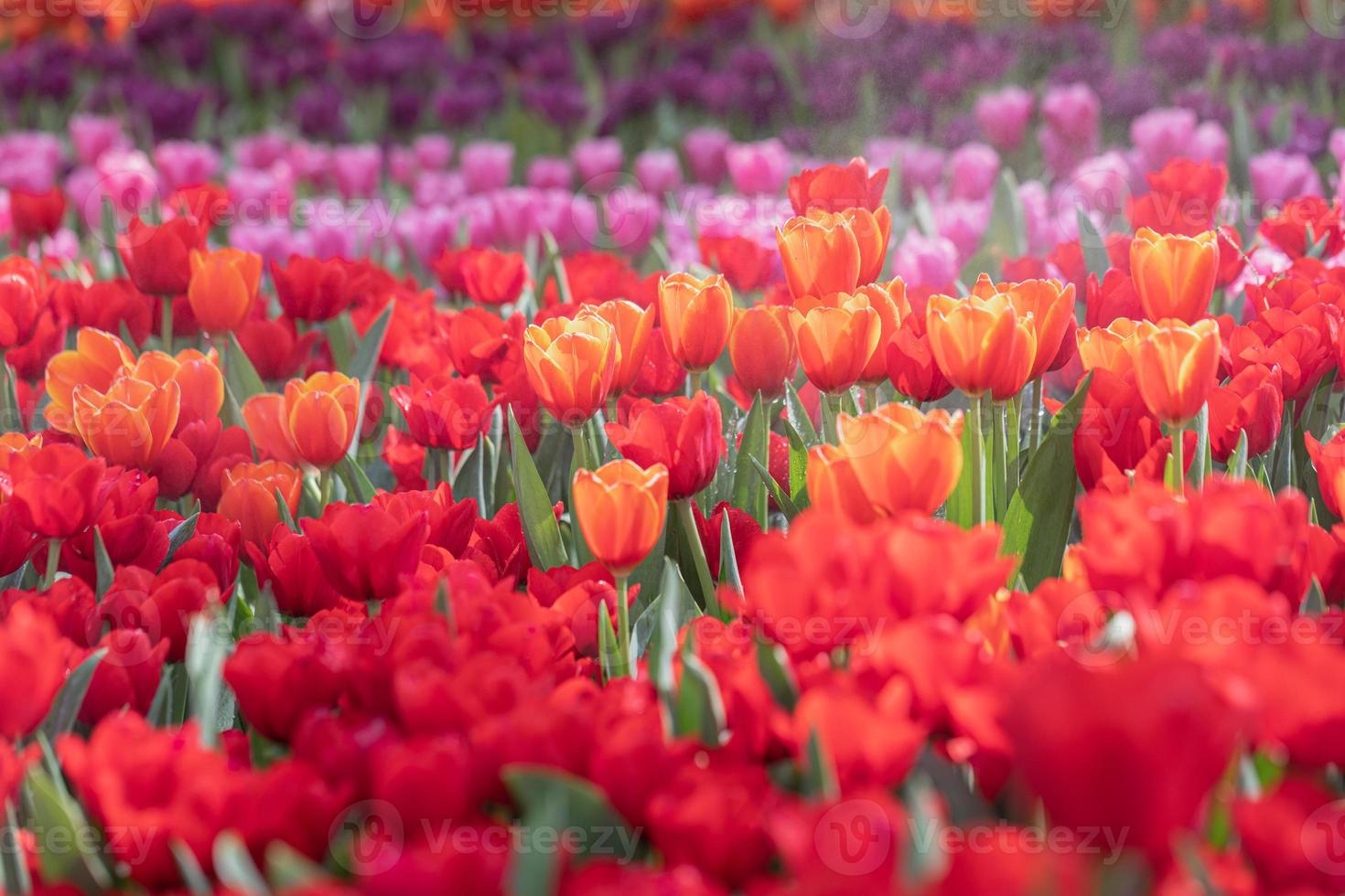 fält av färgrik tulpaner i blomma på vår tid foto