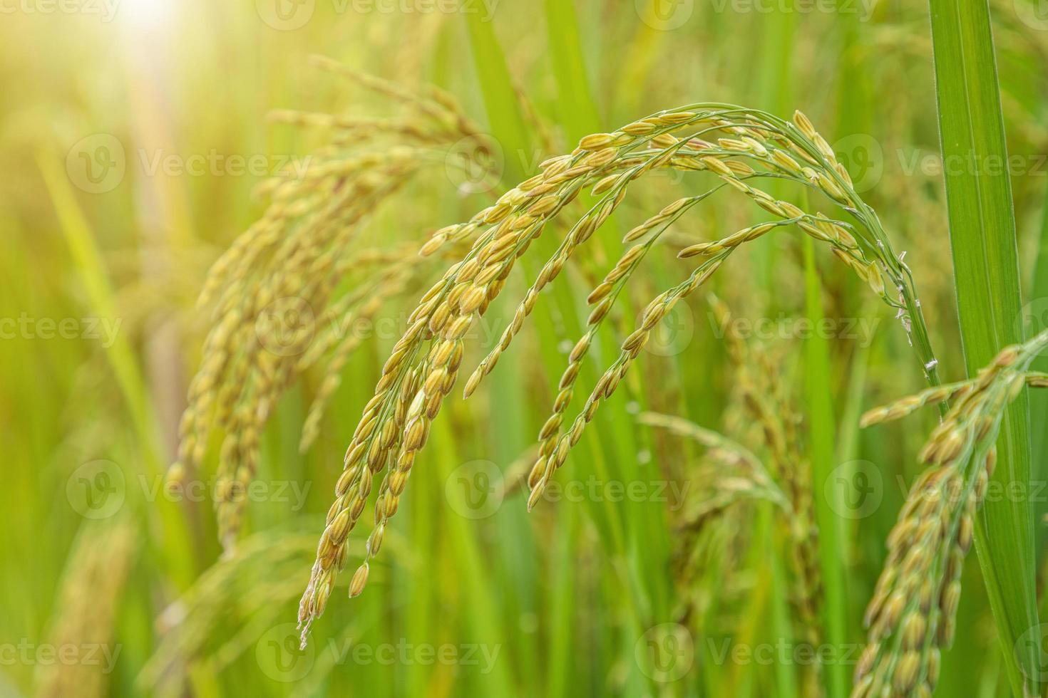 jasmin ris fält, stänga upp gul ris utsäde mogen och grön löv foto