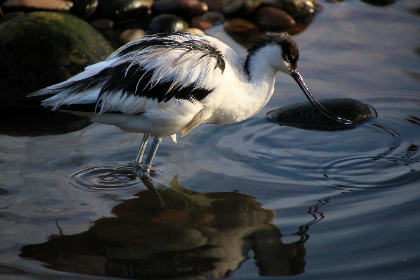 utsikt över en avocet foto