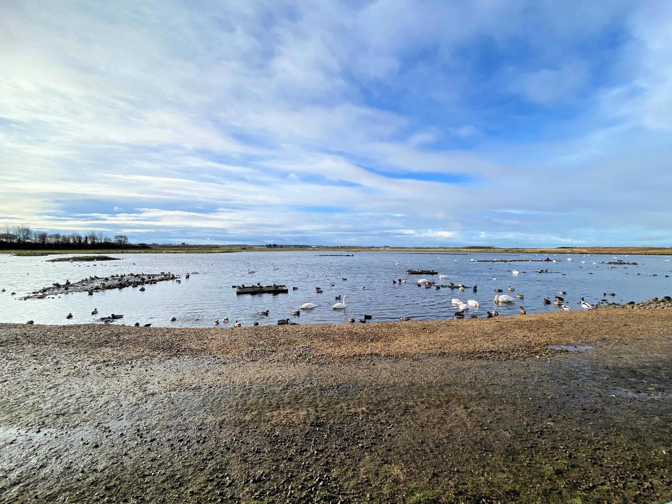 en se av några fåglar på Martin ren natur boka foto