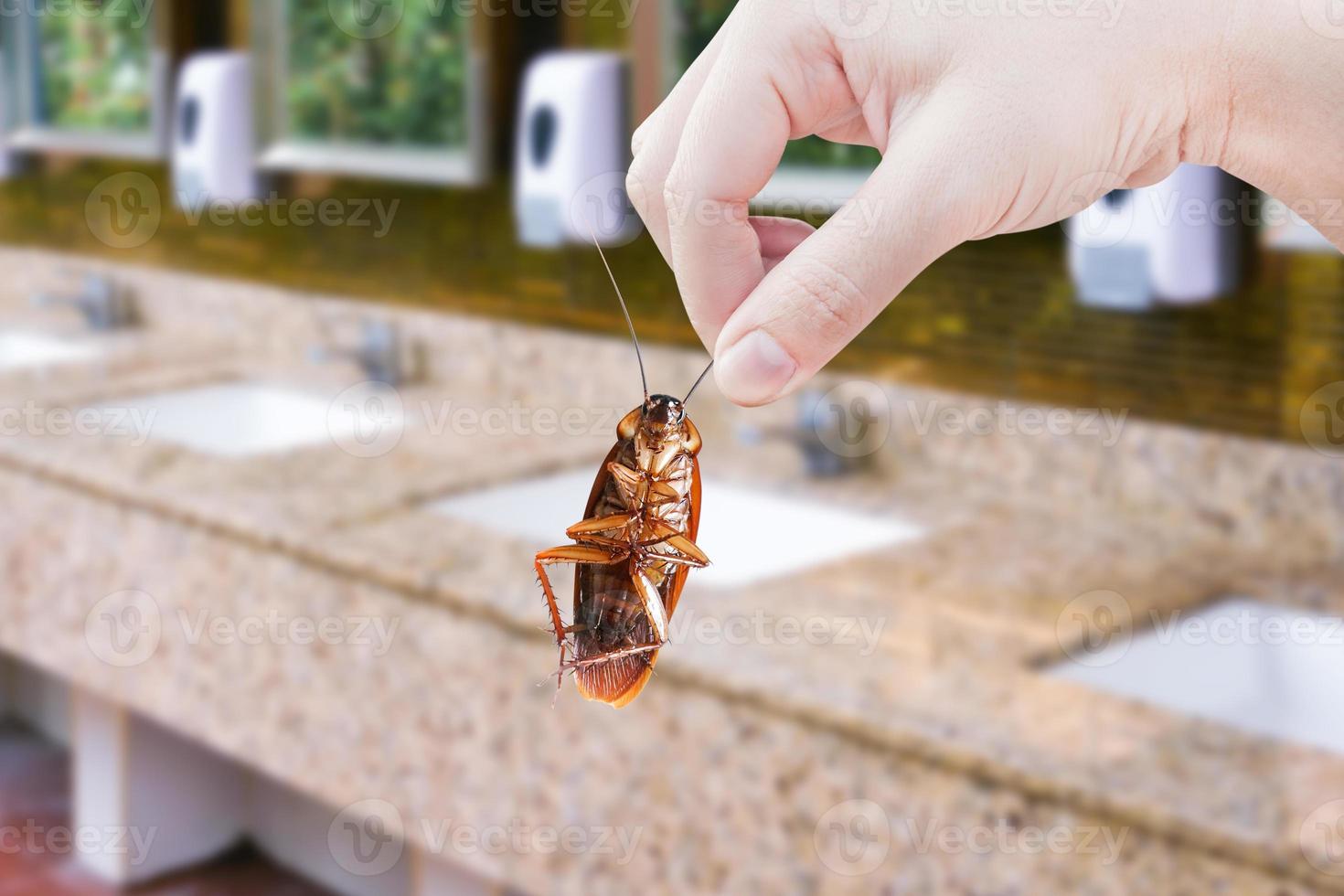 hand innehav brun kackerlacka på offentlig toalett och handfat bakgrund, eliminera kackerlacka i toalett, kackerlackor som transportörer av sjukdom foto