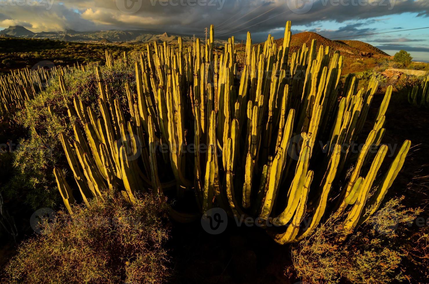 landskap med kaktusar foto