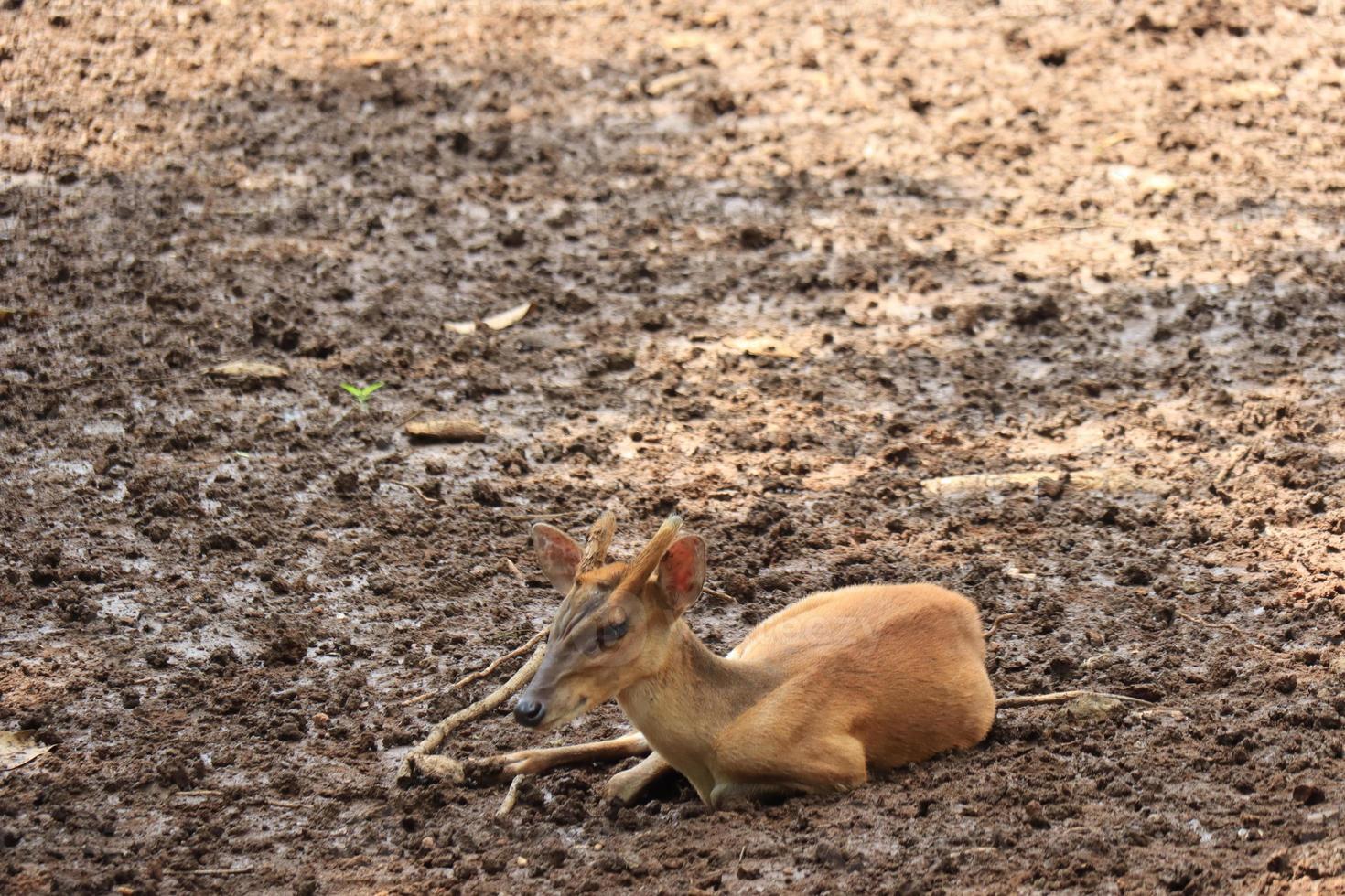 en rådjur är underhållande turister med dess verkan på de semarang Zoo. foto