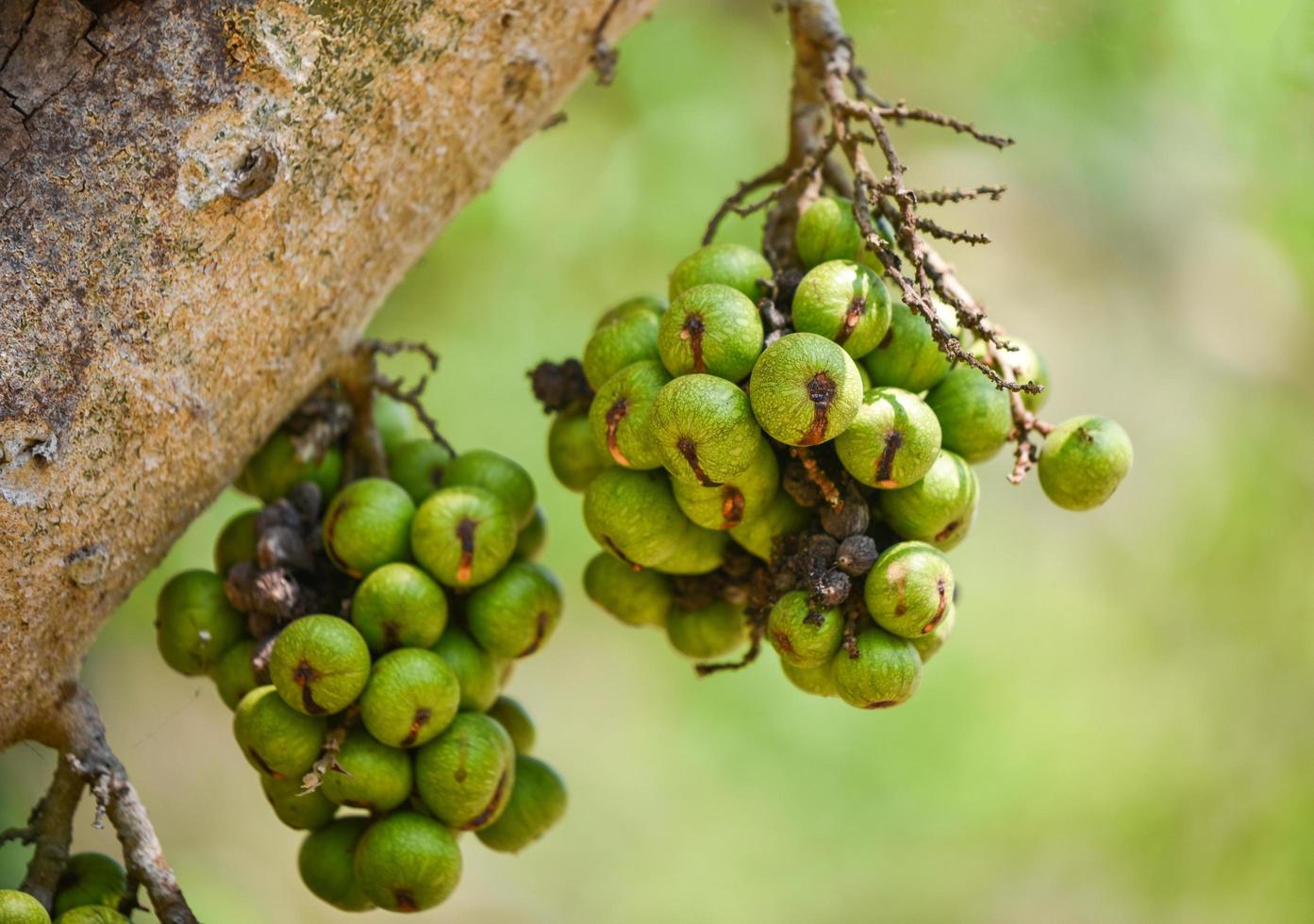 liten grön vild fikonfrukt på träd ficus carica foto