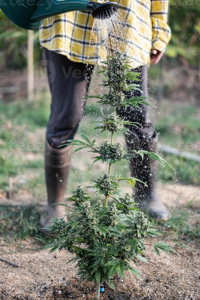 jordbrukare vattning cannabis träd trädgård med vatten kan foto