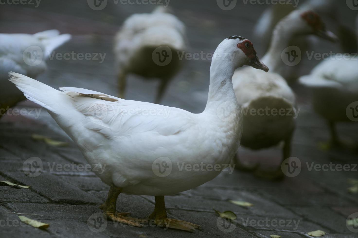 vit Anka promenader på stenläggning plattor runt om Anka grupp. ren vit små Anka med röd fläck runt om ögon gående lugnt på asfalterad gata på värma solig vinter- dag. selektiv fokus. foto