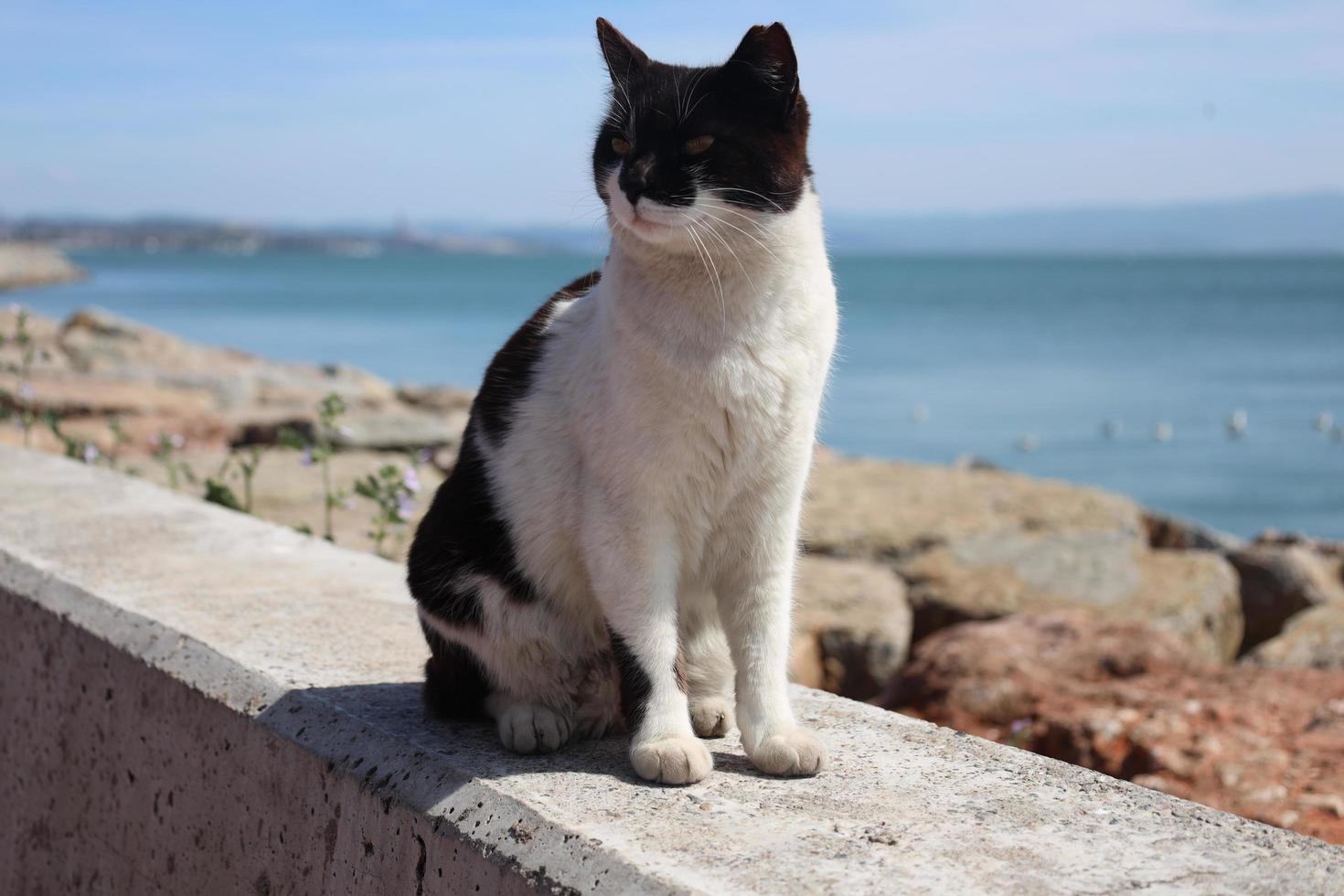 ensam, hemlös och skön herrelös katt, fattig tabby katt foto