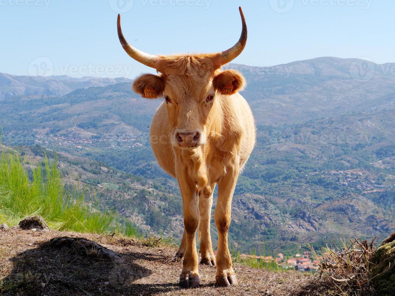 porträtt av en beige ko Nästa till de väg. nötkreatur med en dal i de bakgrund. djur. foto