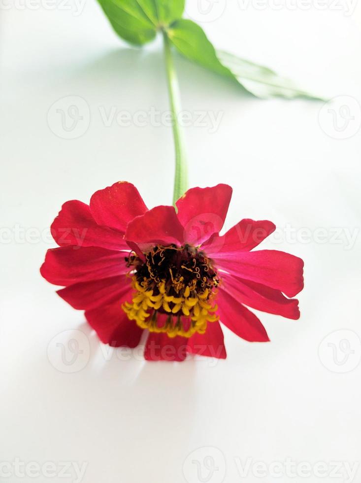 blomma zinnia röd isolerat på svart bakgrund foto