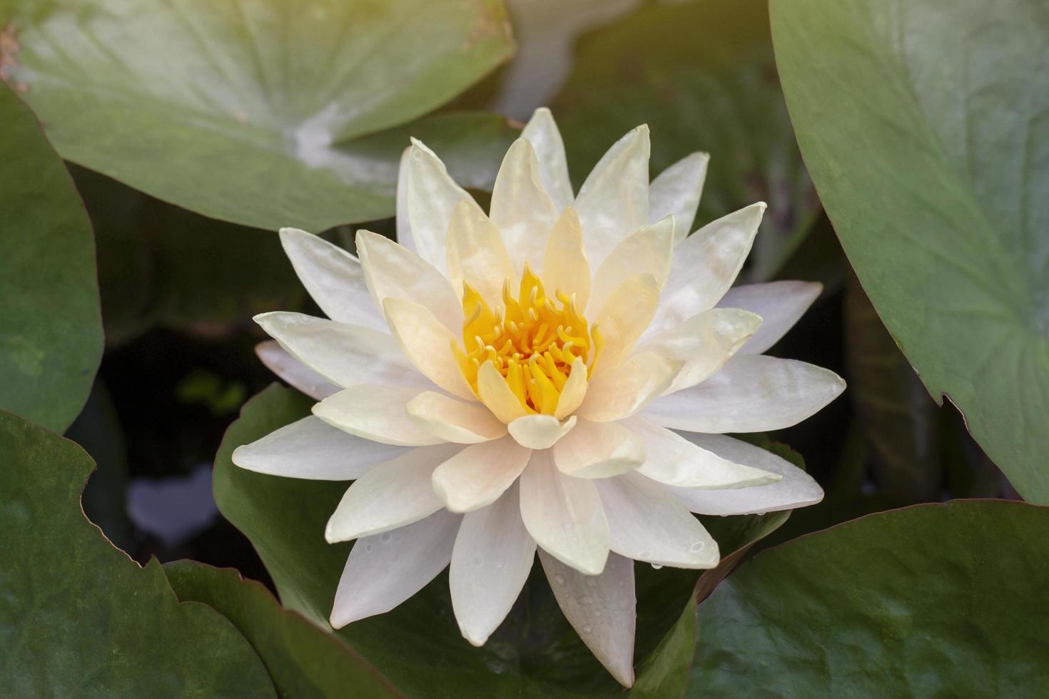 skön gul lotus eller vatten lilja blomma blomma i damm med solljus. foto
