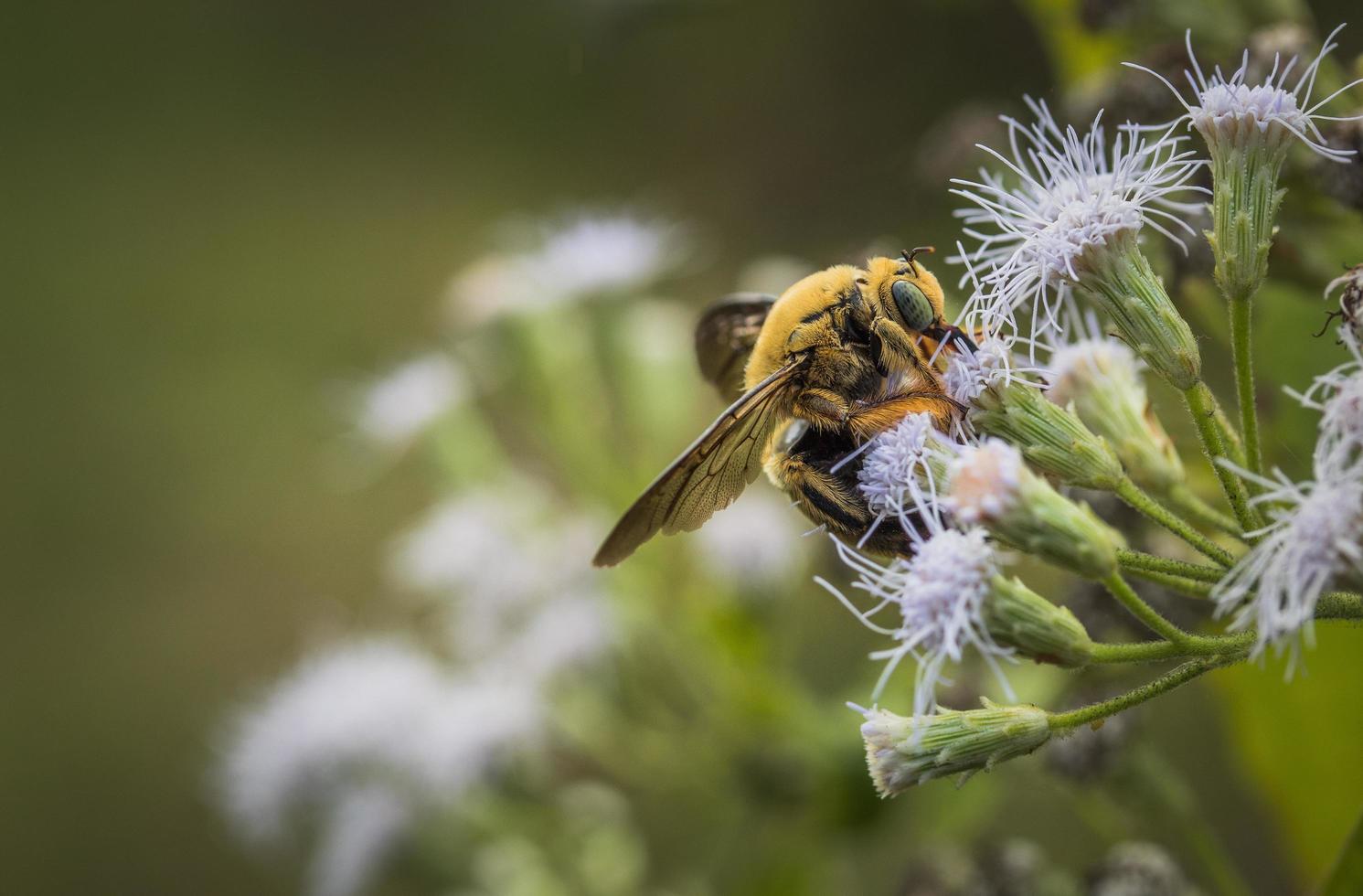 flygande bi på vild blommor foto