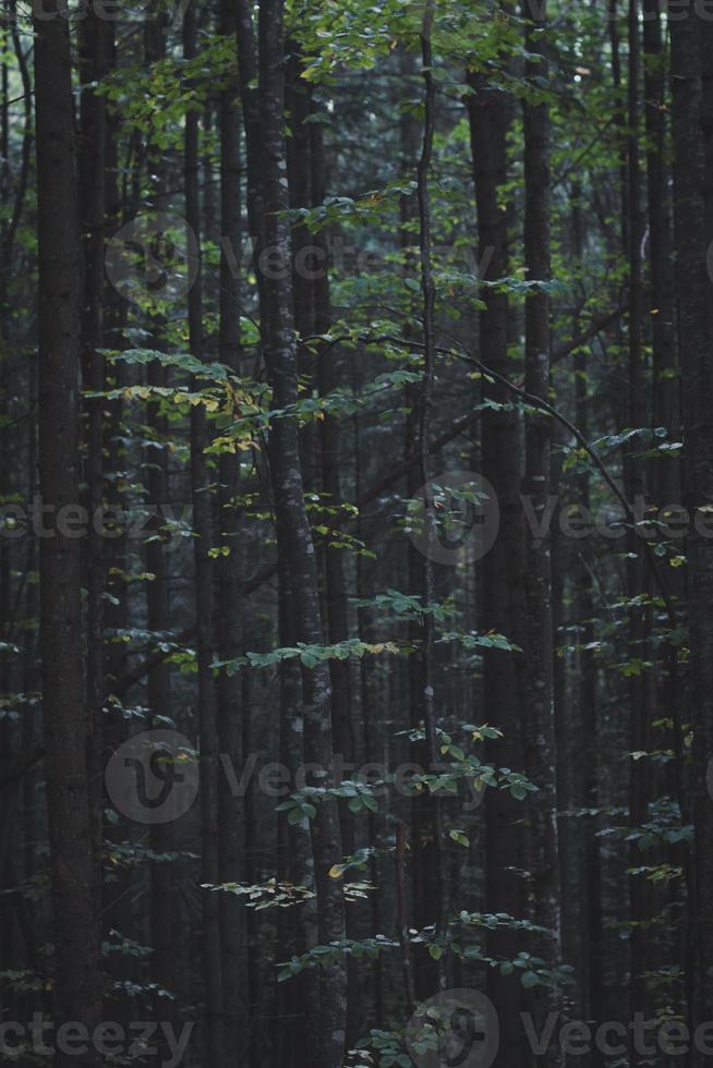 stänga upp tätt vuxen träd i mörk skog begrepp Foto