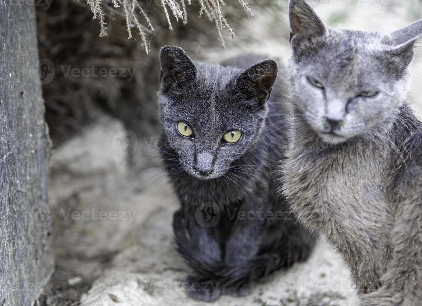 övergiven grå katt foto