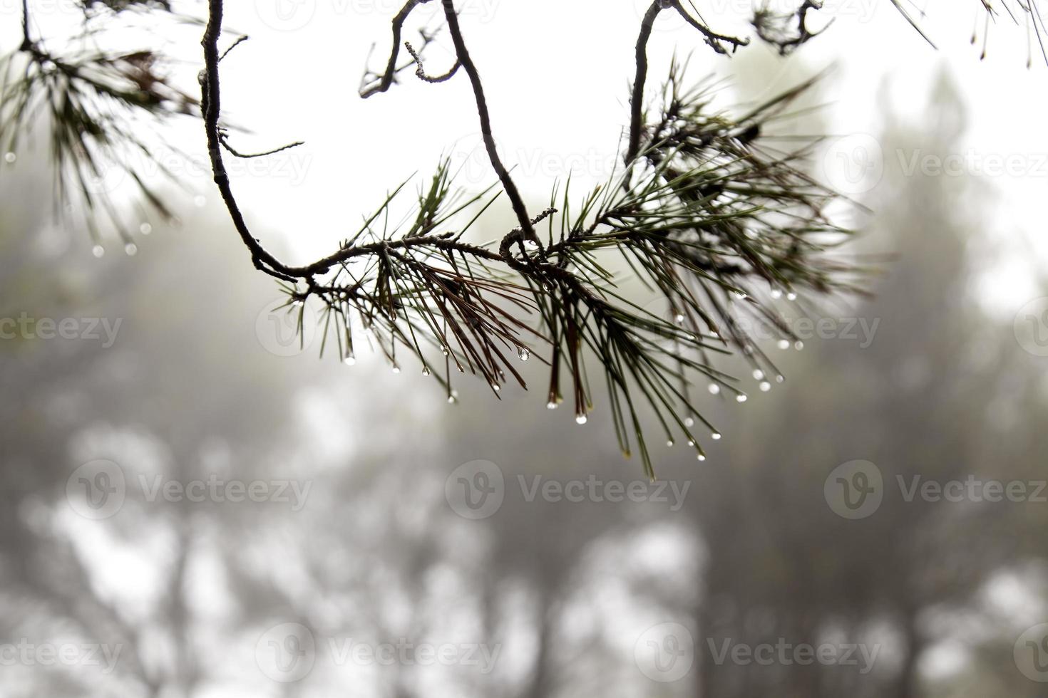 tall löv våt från de regn foto