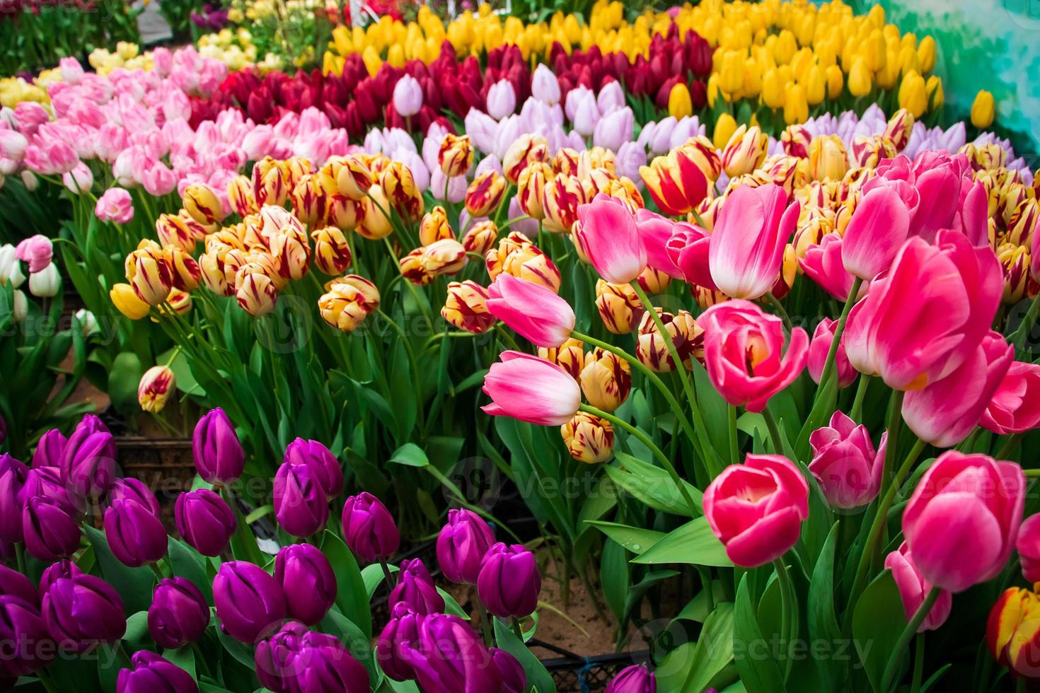 färgglada färska tulpaner i parken. vårens tulpanfestival. ljusa blommor. foto