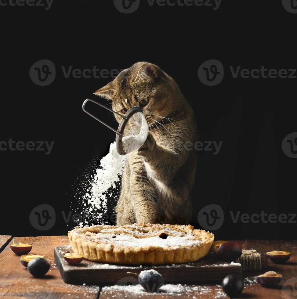 vuxen skott hetero katt innehar en sikt med pulveriserad socker och strössel en plommon paj på en brun rustik tabell. rolig djur- laga mat foto