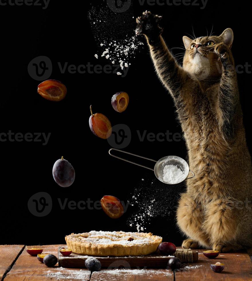 bakad runda paj med plommon, grå skott hetero katt kastar Ingredienser och strössel pulveriserad socker på bakad varor, svart bakgrund foto