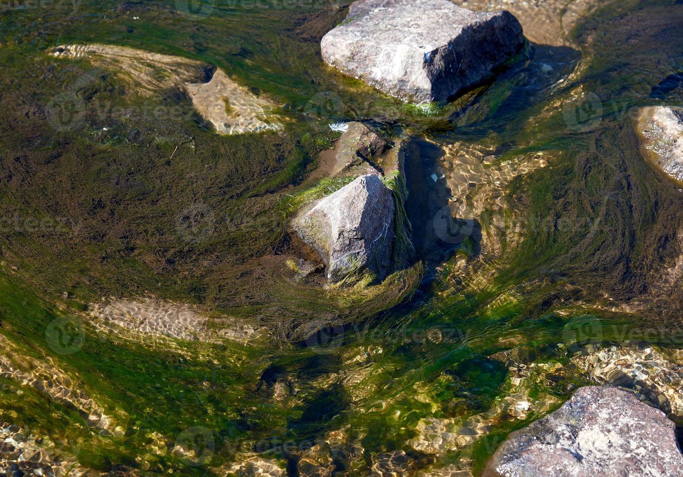 hav med grön alger och stenar, svart hav foto