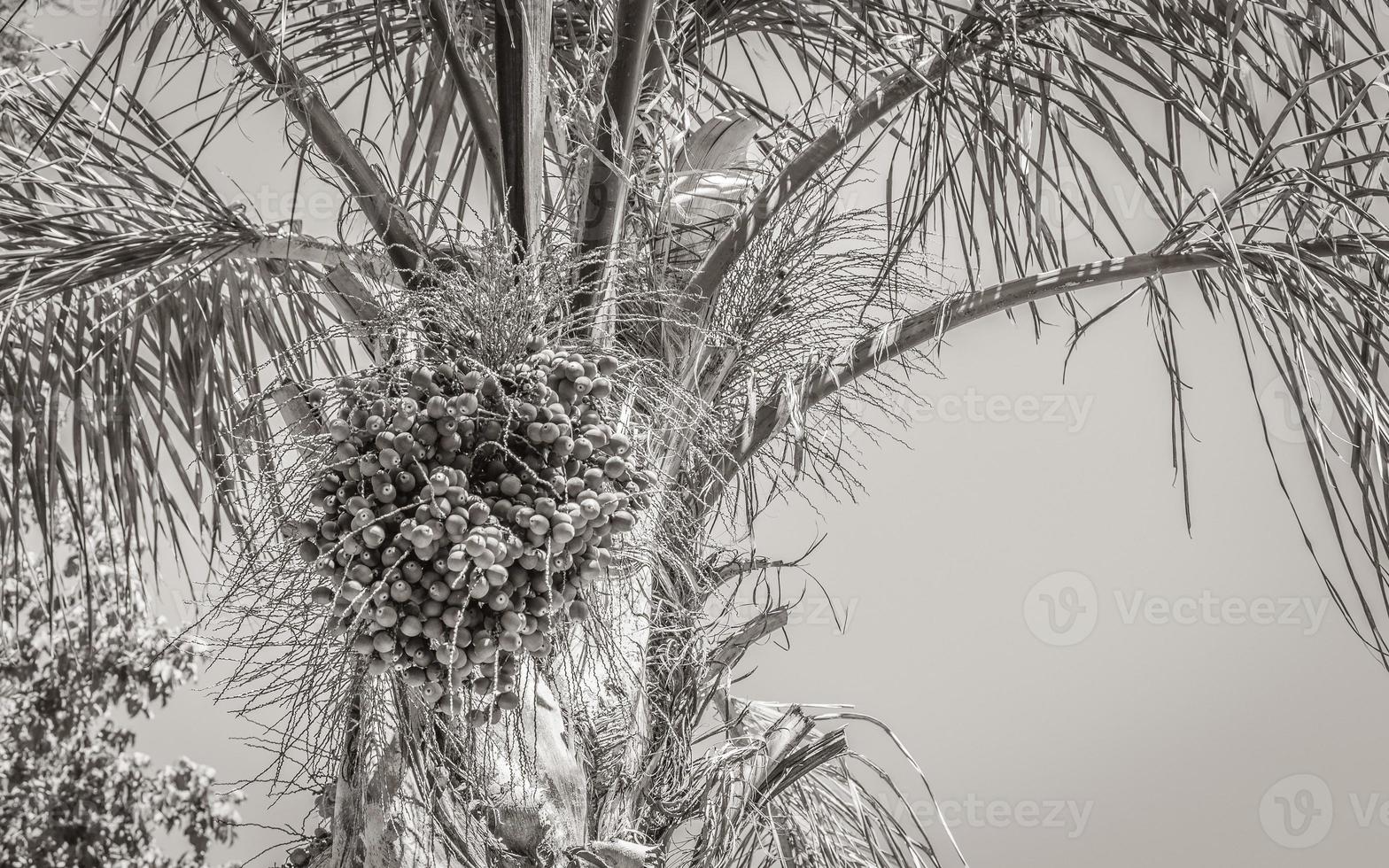 krona av en palm i Kapstaden Sydafrika. foto