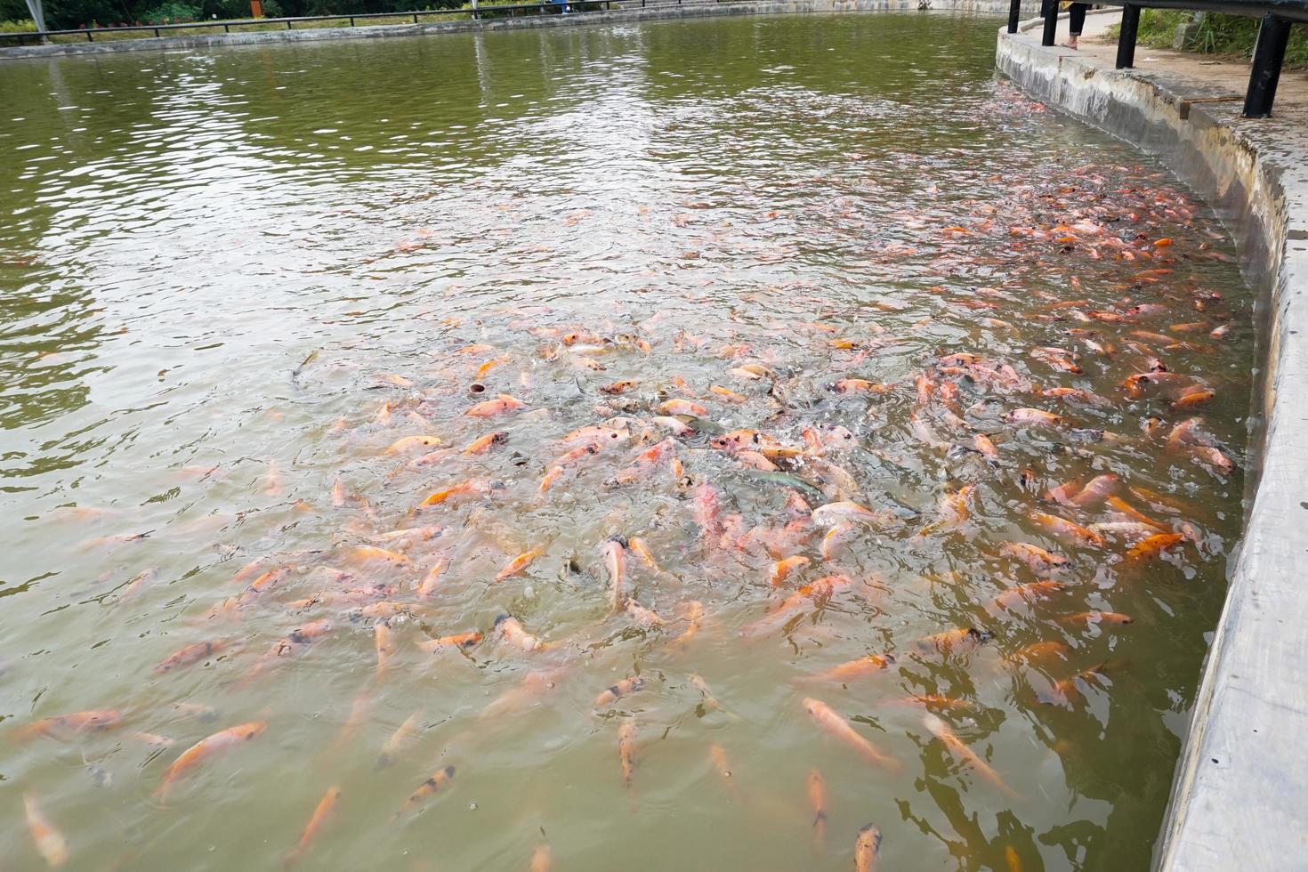 batam, Indonesien, 2023 - eco turism i batam, en mycket härlig och välkomnande stad foto