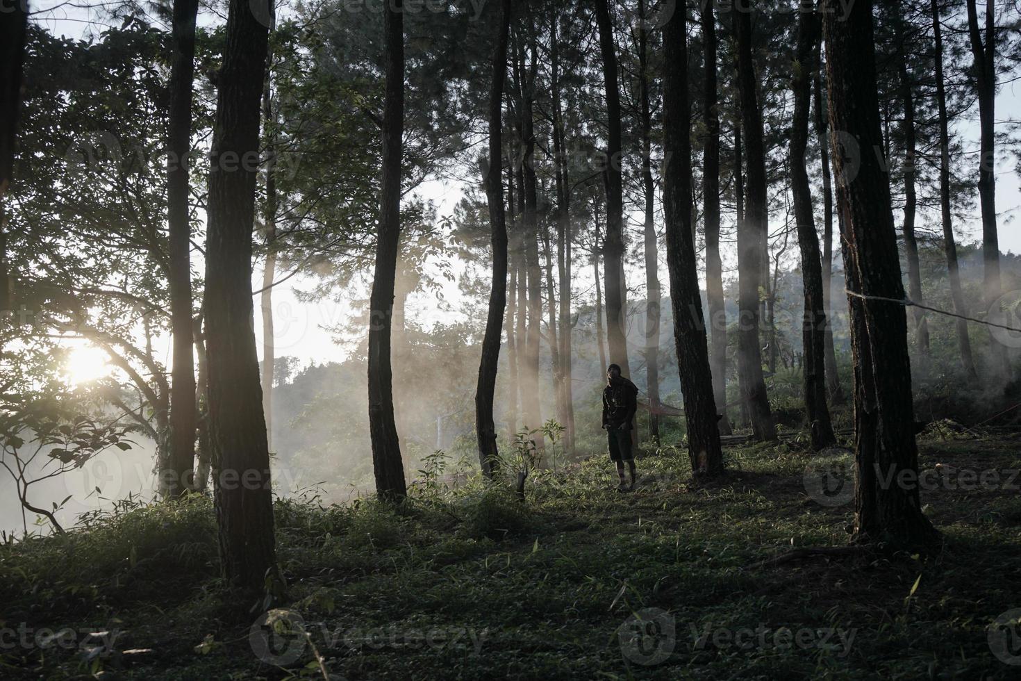 morgon- Sol lysande genom de tall skog. foto