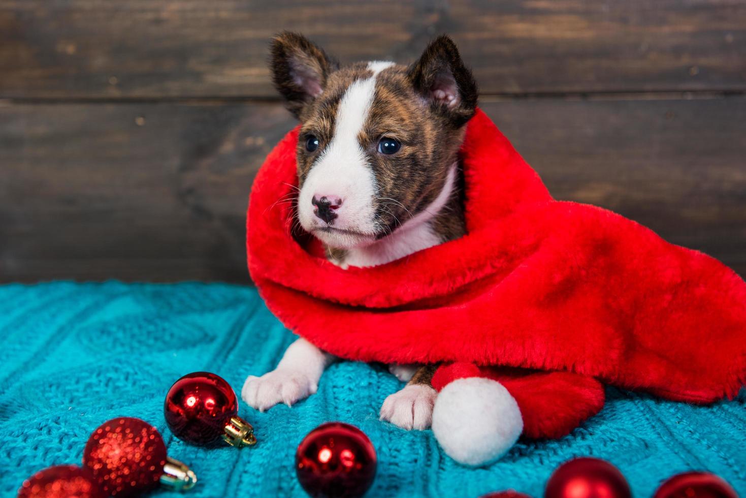 porträtt av basenji valp i santa hatt med röda ornament foto