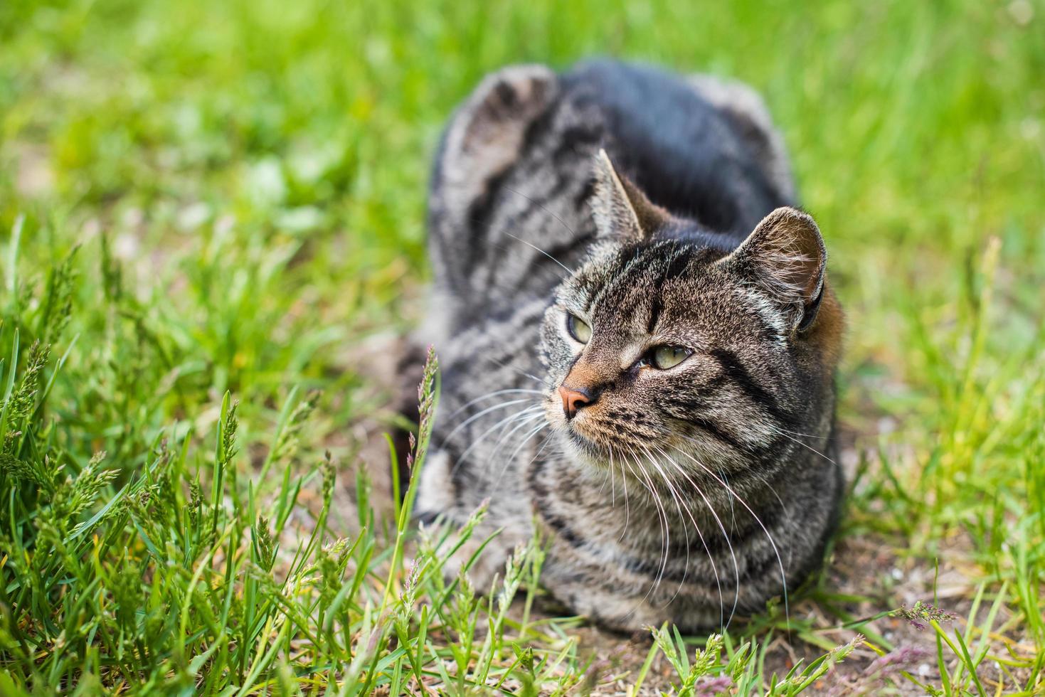 porträtt av grå tabby katt i gräs foto