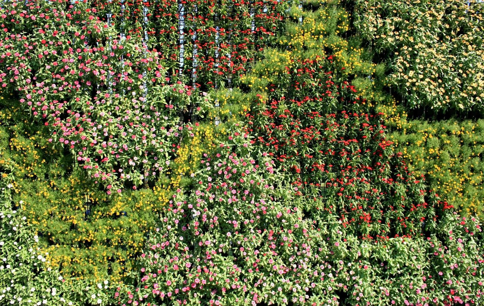 blommor i vertikal trädgård foto