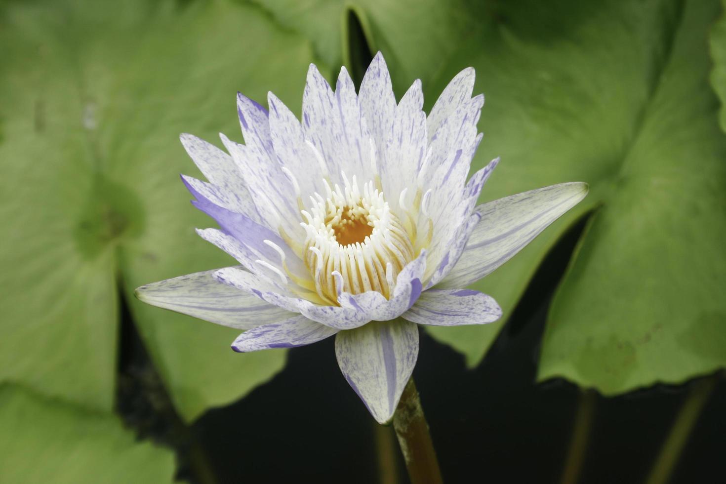 delikat lotusblomma foto