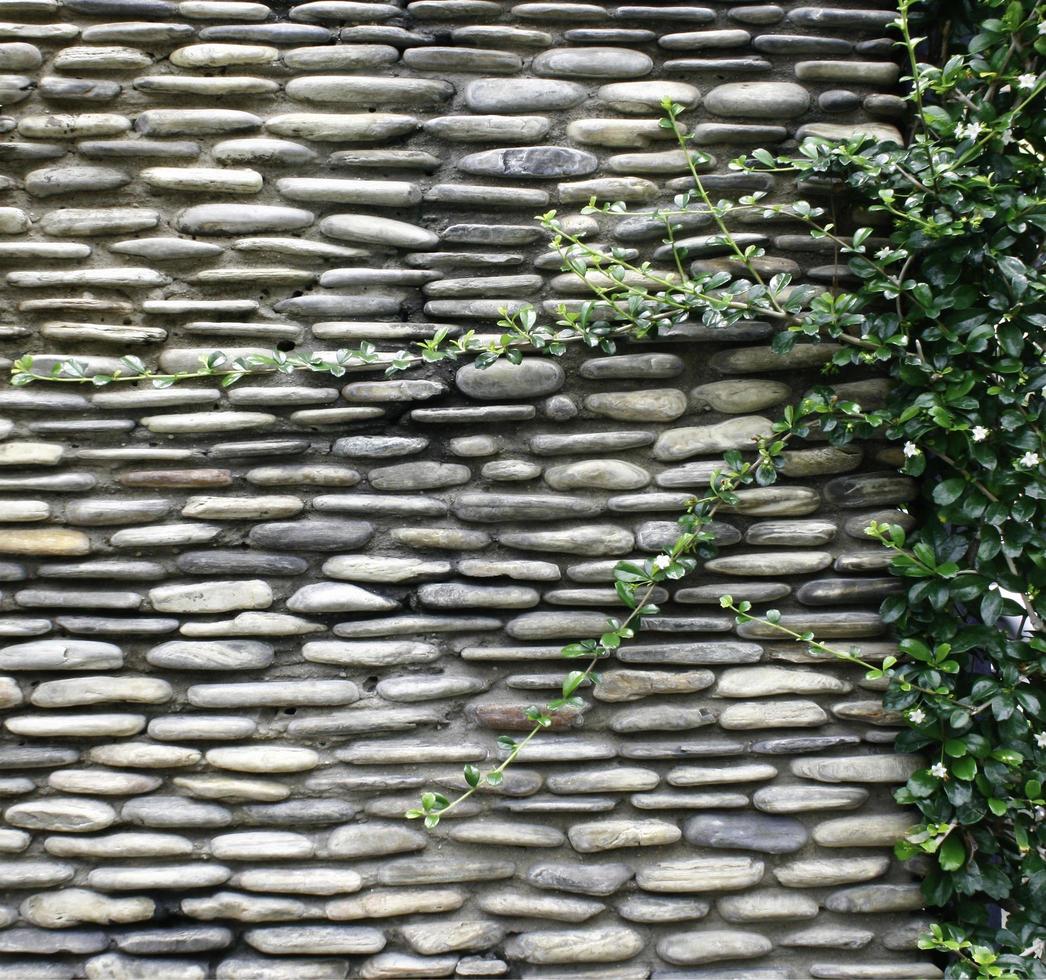 murgröna på stenmur foto