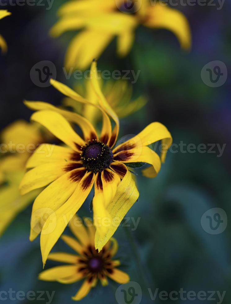 blommande knoppar rudbeckia laciniata i de trädgård foto