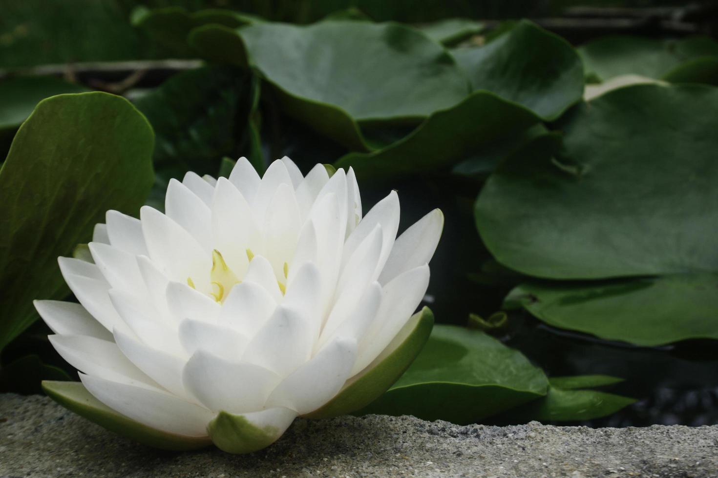 vit lotusblomma i dammen foto