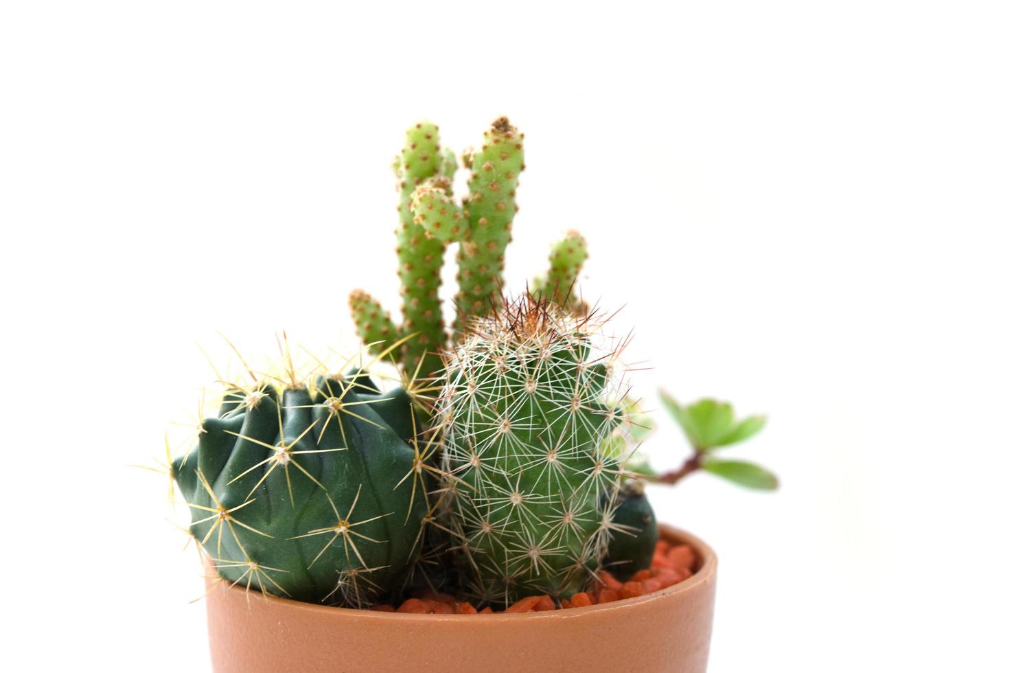 kaktus på vit bakgrund foto