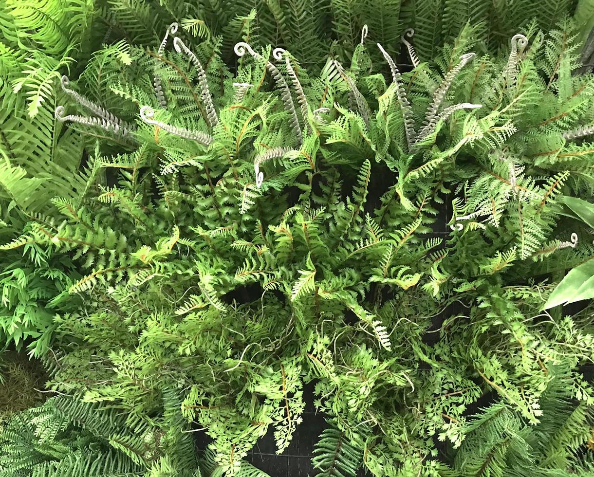gröna ormbunksblad på vertikal trädgård foto