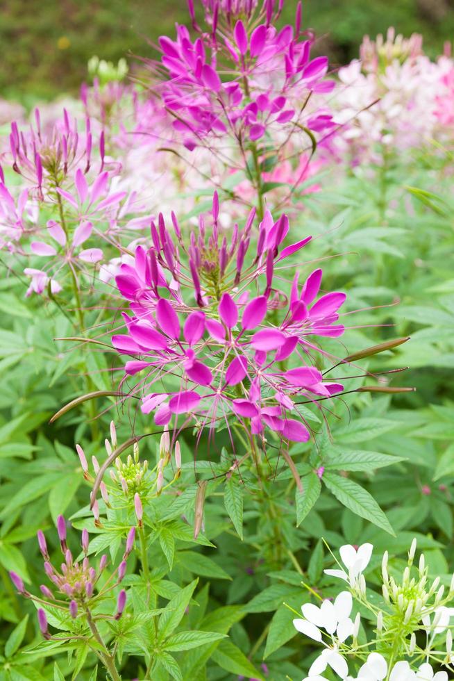 blommor i trädgården foto