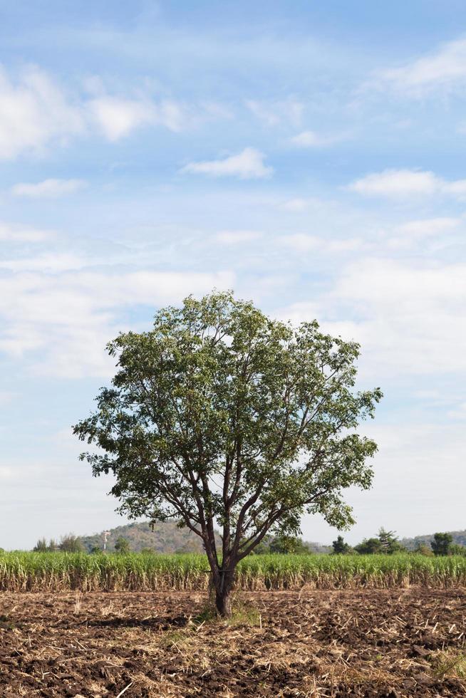 träd på sockerrörsfälten foto