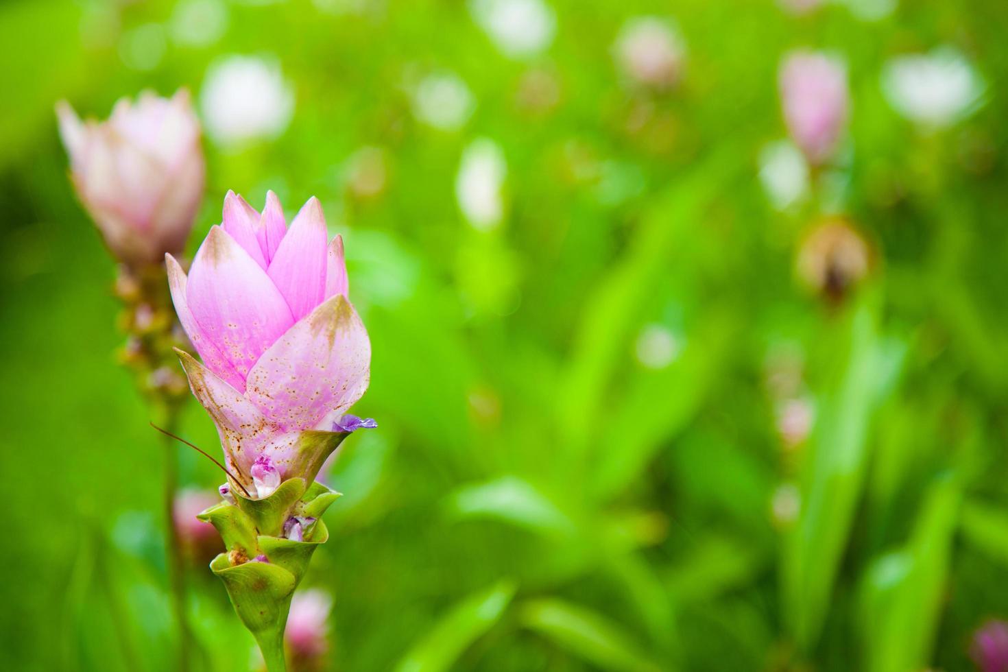 rosa blommor i parken foto